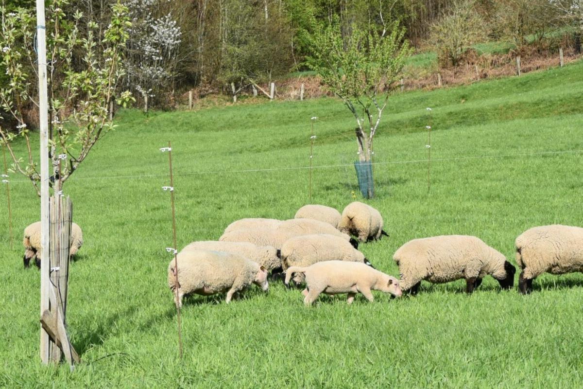 Charmant Gite, Au Calme, Avec Vue Imprenable Sur La Nature Environnante Deycimont Esterno foto
